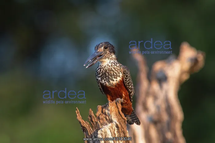 : Giant Kingfisher : Giant Kingfisher