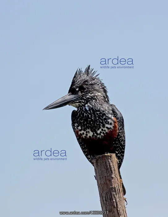 : Giant Kingfisher : Giant Kingfisher
