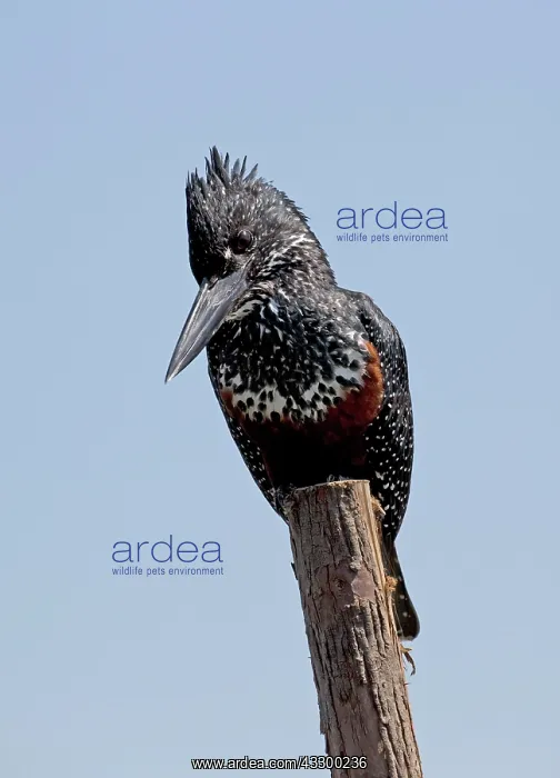 : Giant Kingfisher : Giant Kingfisher