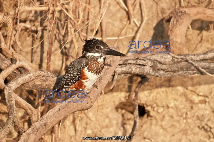 : Giant Kingfisher - on branch : Giant Kingfisher - on branch