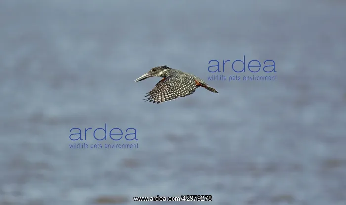 : Giant Kingfisher - female - Hovers over the lake : Giant Kingfisher - female - Hovers over the lake