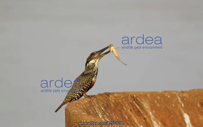 : Giant Kingfisher - female with prey : Giant Kingfisher - female with prey