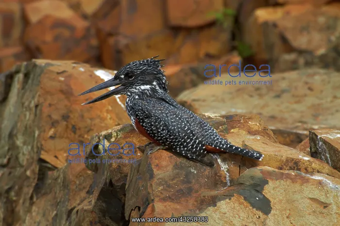 : Giant Kingfisher (Megaceryle maxima), Kruger : Giant Kingfisher (Megaceryle maxima), Kruger