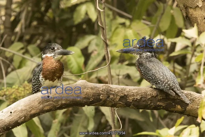 : Giant Kingfisher (Megaceryle maxima) pair, Gambia : Giant Kingfisher (Megaceryle maxima) pair, Gambia