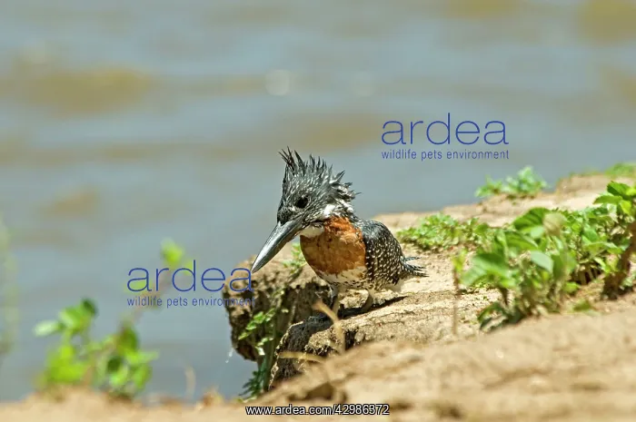 : Giant Kingfisher - perched on bank of Zambesi River : Giant Kingfisher - perched on bank of Zambesi River