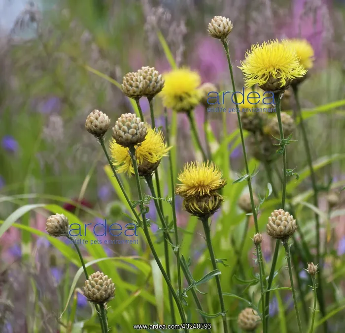 : Giant knapweed : Giant knapweed