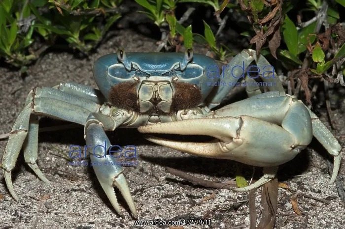 : Giant Land Crab (Cardisoma guanhumi), Mahahual : Giant Land Crab (Cardisoma guanhumi), Mahahual