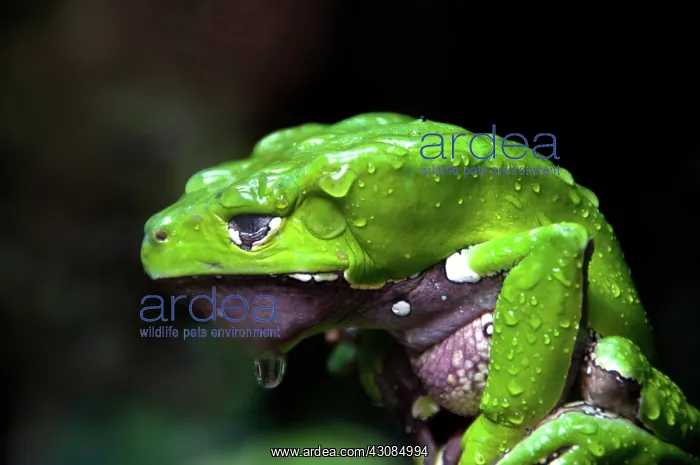 : Giant Leaf Frog : Giant Leaf Frog