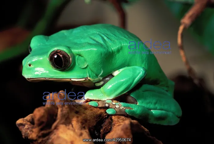 : Giant Leaf Frog / Giant monkey treefrog : Giant Leaf Frog / Giant monkey treefrog