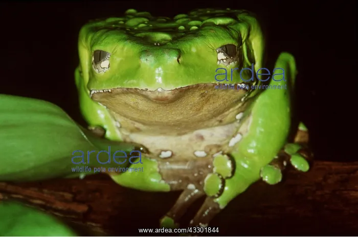 : Giant Leaf Frog / Giant monkey treefrog : Giant Leaf Frog / Giant monkey treefrog