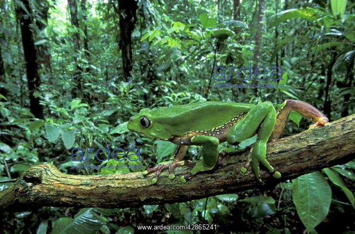 : Giant Leaf Frog / Giant Waxy Monkey Frog : Giant Leaf Frog / Giant Waxy Monkey Frog