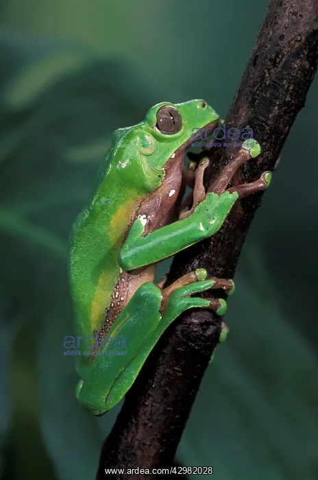 : Giant Leaf Frog - On a leaf : Giant Leaf Frog - On a leaf