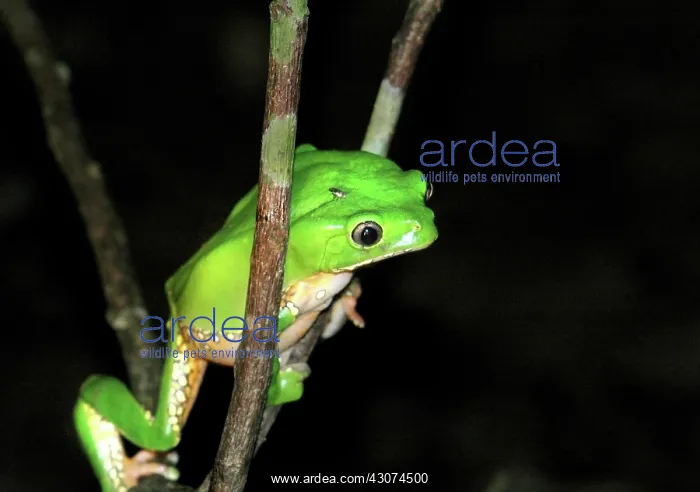 : Giant Leaf Frog (Phyllomedusa bicolor) : Giant Leaf Frog (Phyllomedusa bicolor)