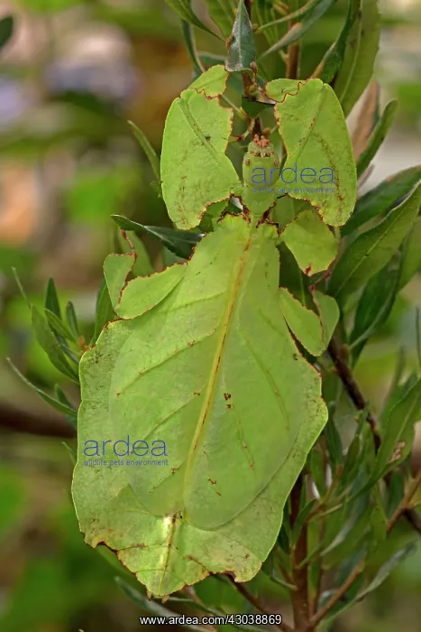 : Giant Leaf Insect controlled conditions : Giant Leaf Insect controlled conditions