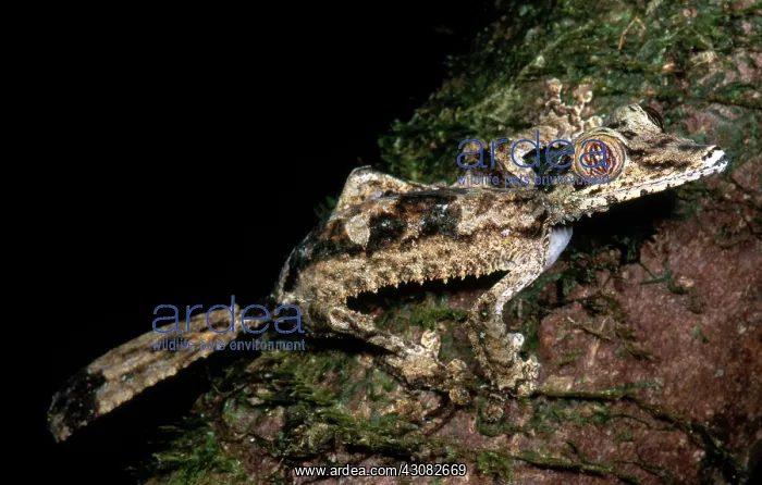 : Giant Leaf Tail Gecko : Giant Leaf Tail Gecko