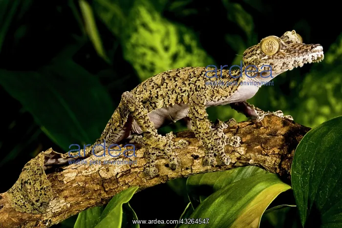 : Giant Leaf-tail Gecko, Uroplatus fimbriatus : Giant Leaf-tail Gecko, Uroplatus fimbriatus