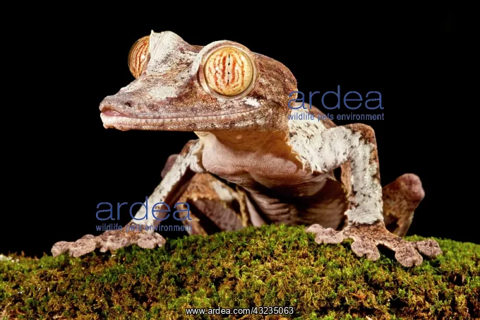: Giant Leaf-tailed Gecko, Uroplatus fimbriatus : Giant Leaf-tailed Gecko, Uroplatus fimbriatus