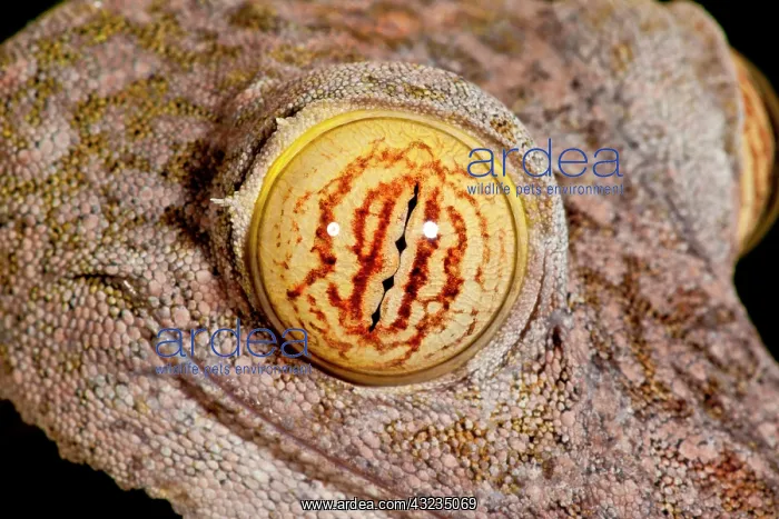 : Giant Leaf-tailed Gecko, Uroplatus fimbriatus : Giant Leaf-tailed Gecko, Uroplatus fimbriatus
