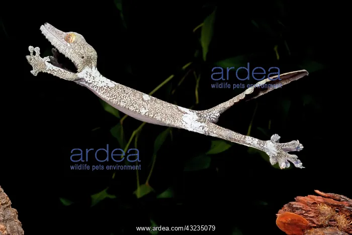 : Giant Leaf-tailed Gecko, Uroplatus fimbriatus : Giant Leaf-tailed Gecko, Uroplatus fimbriatus