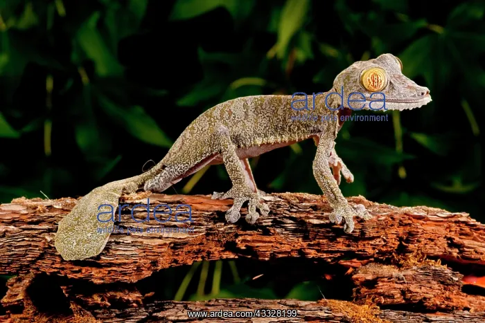 : Giant Leaf-tailed Gecko, Uroplatus fimbriatus : Giant Leaf-tailed Gecko, Uroplatus fimbriatus