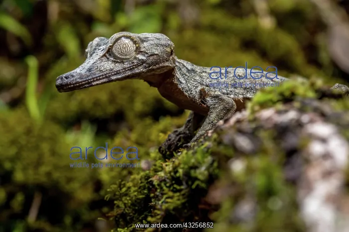 : Giant leaf-tailed gecko (Uroplatus giganteus), Marojejy : Giant leaf-tailed gecko (Uroplatus giganteus), Marojejy