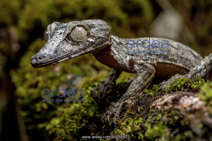 : Giant leaf-tailed gecko (Uroplatus giganteus), Marojejy : Giant leaf-tailed gecko (Uroplatus giganteus), Marojejy