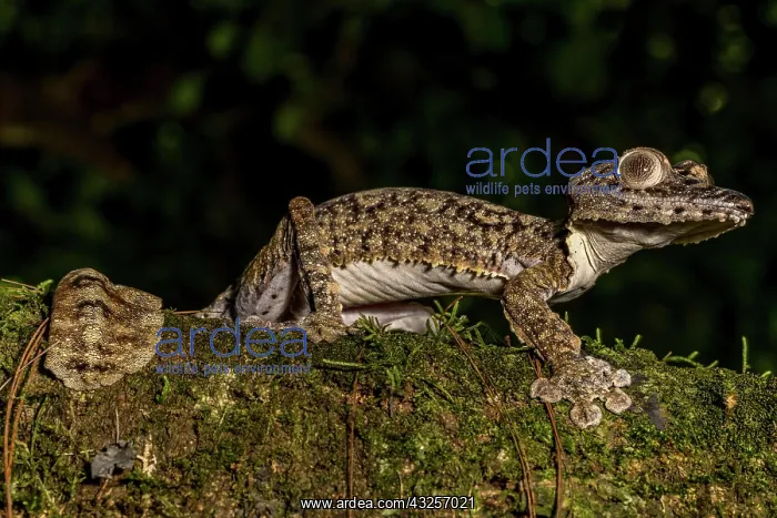 : Giant leaf-tailed gecko (Uroplatus giganteus), Montagne : Giant leaf-tailed gecko (Uroplatus giganteus), Montagne