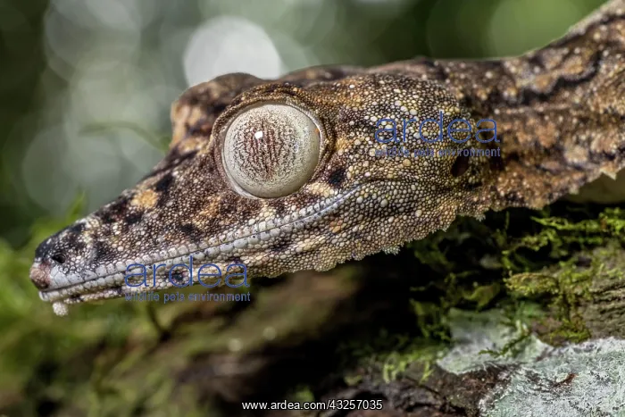 : Giant leaf-tailed gecko (Uroplatus giganteus), Montagne : Giant leaf-tailed gecko (Uroplatus giganteus), Montagne