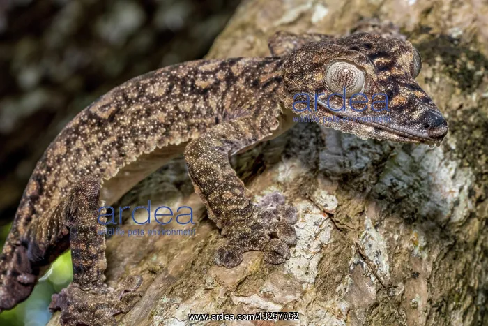 : Giant leaf-tailed gecko (Uroplatus giganteus), Montagne : Giant leaf-tailed gecko (Uroplatus giganteus), Montagne