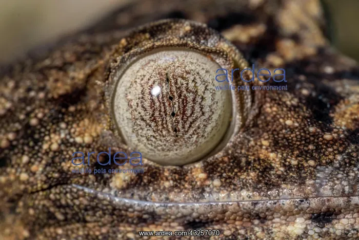 : Giant leaf-tailed gecko (Uroplatus giganteus), Montagne : Giant leaf-tailed gecko (Uroplatus giganteus), Montagne