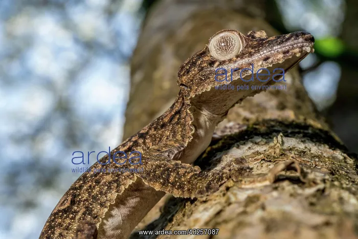 : Giant leaf-tailed gecko (Uroplatus giganteus), Montagne : Giant leaf-tailed gecko (Uroplatus giganteus), Montagne