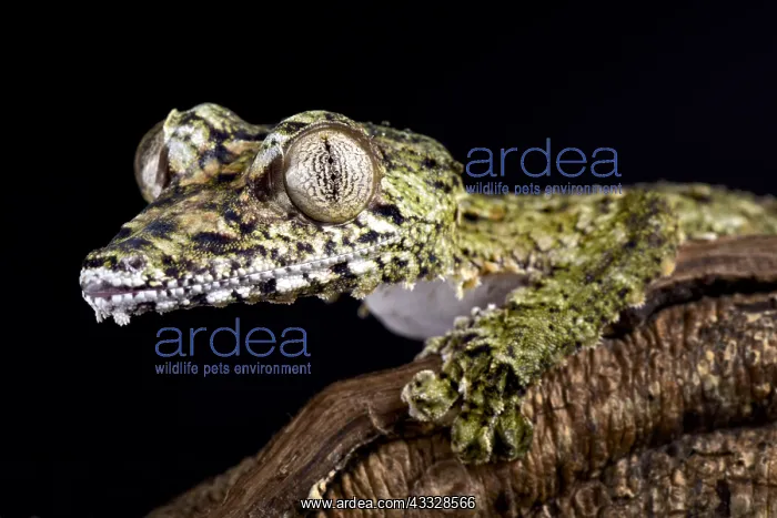 : Giant leaf-tailed gecko (Uroplatus giganteus) on : Giant leaf-tailed gecko (Uroplatus giganteus) on