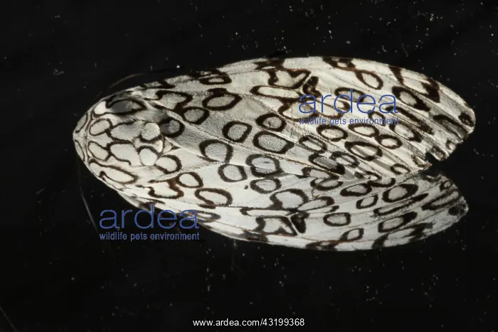 : The giant leopard moth : The giant leopard moth