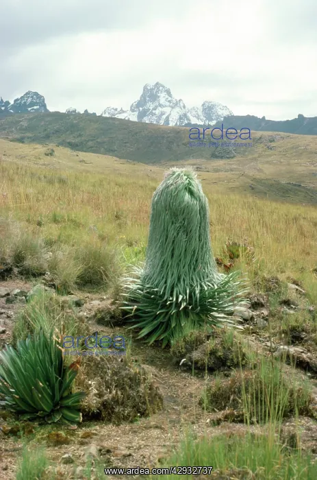  : Giant Lobelia - 12-13000 ft