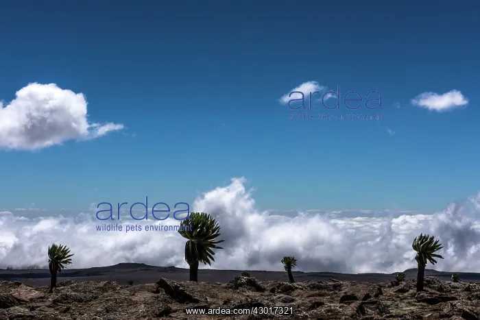  : Giant Lobelia trees above the clouds