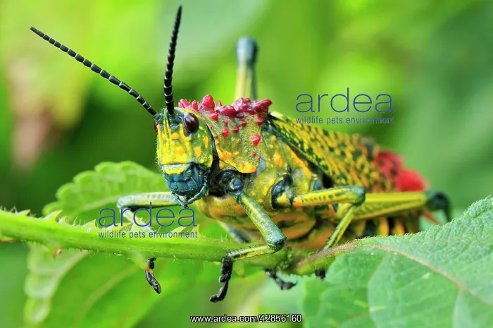 : Giant Locust : Giant Locust