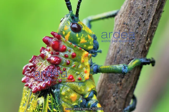 : Giant Locust : Giant Locust
