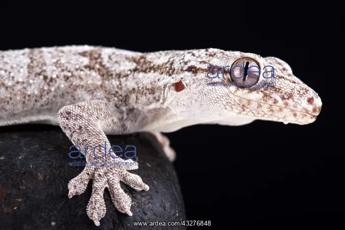 : The Giant Madagascan velvet gecko (Blaesodactylus : The Giant Madagascan velvet gecko (Blaesodactylus
