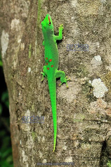 : Giant Madagascar Day Gecko - on tree : Giant Madagascar Day Gecko - on tree
