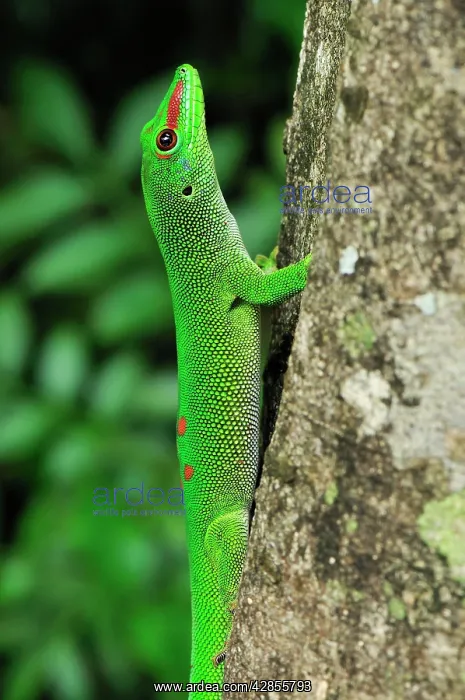 : Giant Madagascar Day Gecko - on tree : Giant Madagascar Day Gecko - on tree