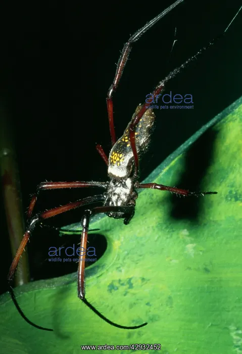 : Giant Madagascar Orb Spider : Giant Madagascar Orb Spider