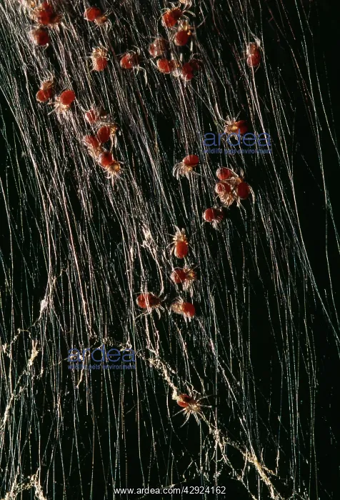 : Giant Madagascar Orb SPIDER - spiderlings in web : Giant Madagascar Orb SPIDER - spiderlings in web