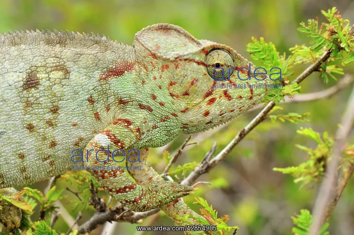 : Giant Madagascar / Oustalet's Chameleon - female : Giant Madagascar / Oustalet's Chameleon - female