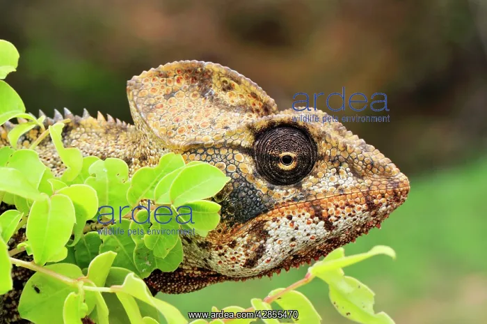 : Giant Madagascar / Oustalet's Chameleon - male : Giant Madagascar / Oustalet's Chameleon - male