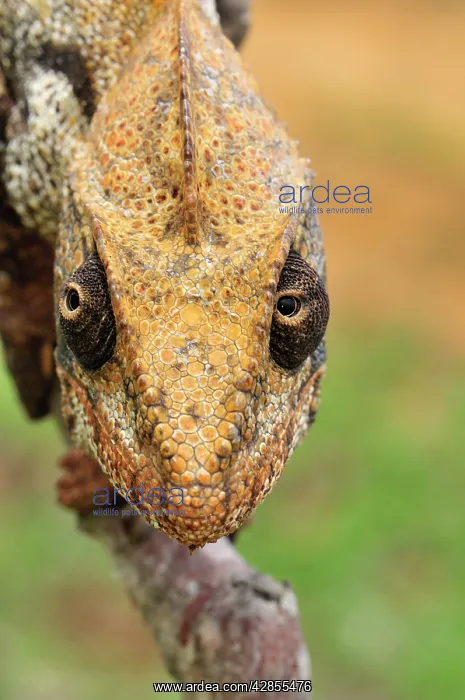 : Giant Madagascar / Oustalet's Chameleon - male : Giant Madagascar / Oustalet's Chameleon - male