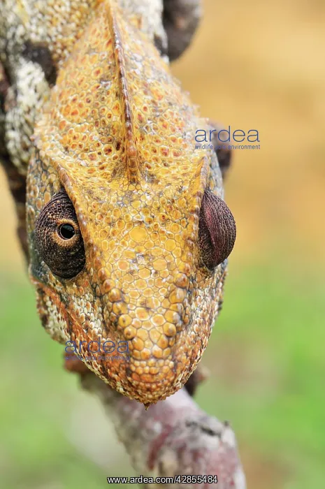 : Giant Madagascar / Oustalet's Chameleon - male : Giant Madagascar / Oustalet's Chameleon - male