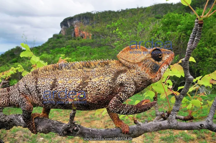 : Giant Madagascar / Oustalet's Chameleon - male on branch : Giant Madagascar / Oustalet's Chameleon - male on branch