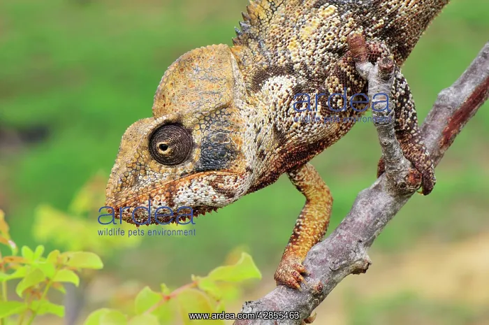: Giant Madagascar / Oustalet's Chameleon - male on branch : Giant Madagascar / Oustalet's Chameleon - male on branch