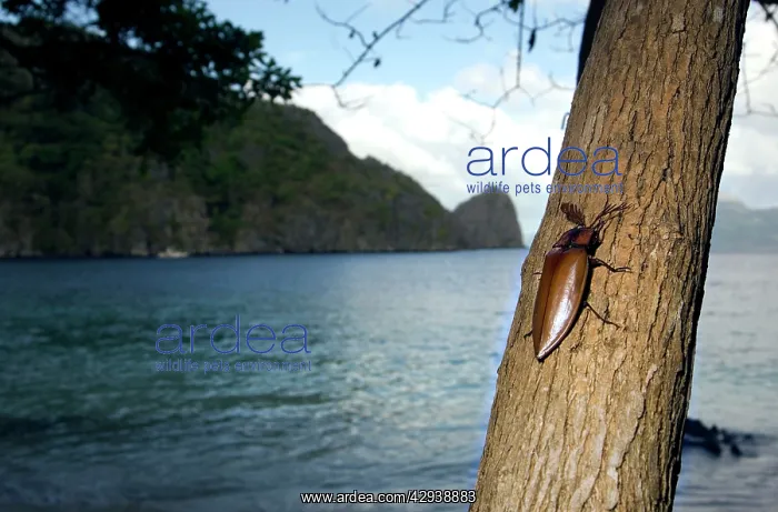 : Giant Malaysian Click-Beetle - male on bark of a tree : Giant Malaysian Click-Beetle - male on bark of a tree