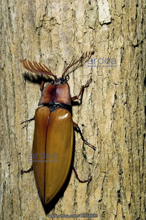 : Giant Malaysian Click-Beetle - male on bark of a tree : Giant Malaysian Click-Beetle - male on bark of a tree
